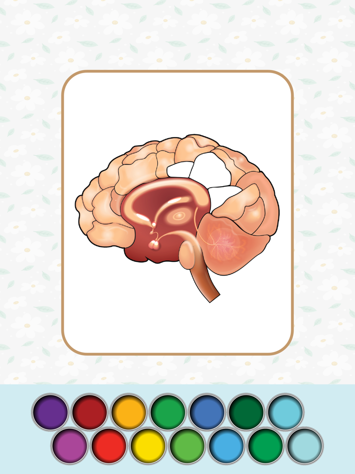 Anatomy Coloring Book.