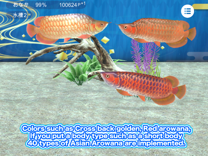 My Asian arowana Aquarium