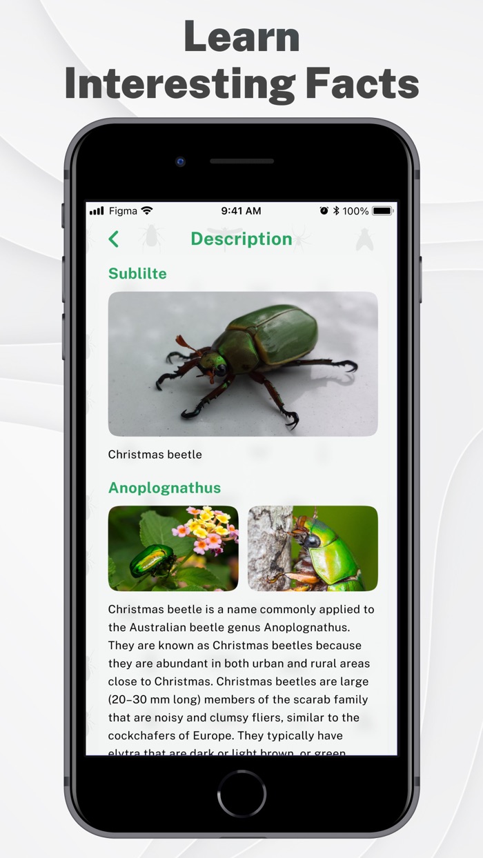 Insects and Bugs Identifier ID