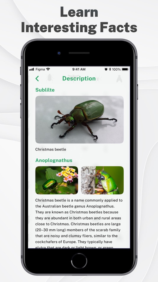 #4. Insects & Bugs Identifier ID (iOS) By: Marta Yuskiv