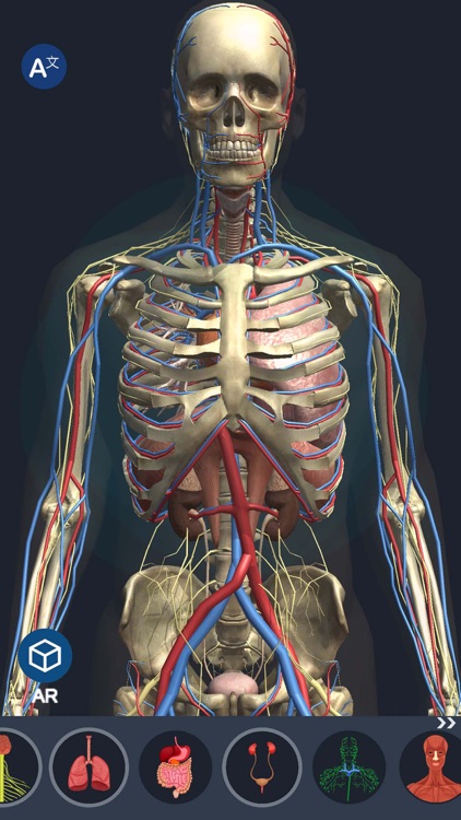 Anatomy & Physiology AR