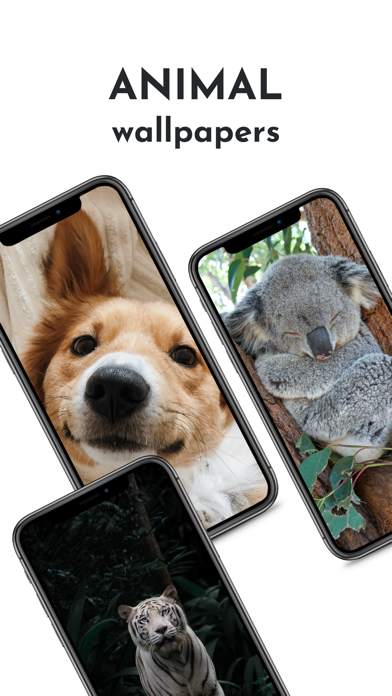 Amazing HD Animals Wallpapers Screenshot 1 - AppWisp.com Amazing HD Animals Wallpapers Screenshot 1 - AppWisp.com