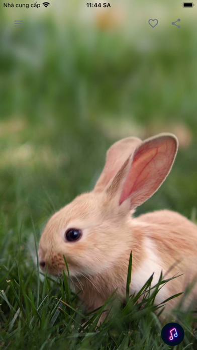 Calm Video - Comfort and Care Screenshot