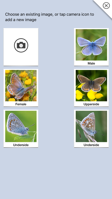 Butterflies & Day Moths UK Screenshot