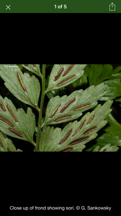 Australian Tropical Ferns Screenshot