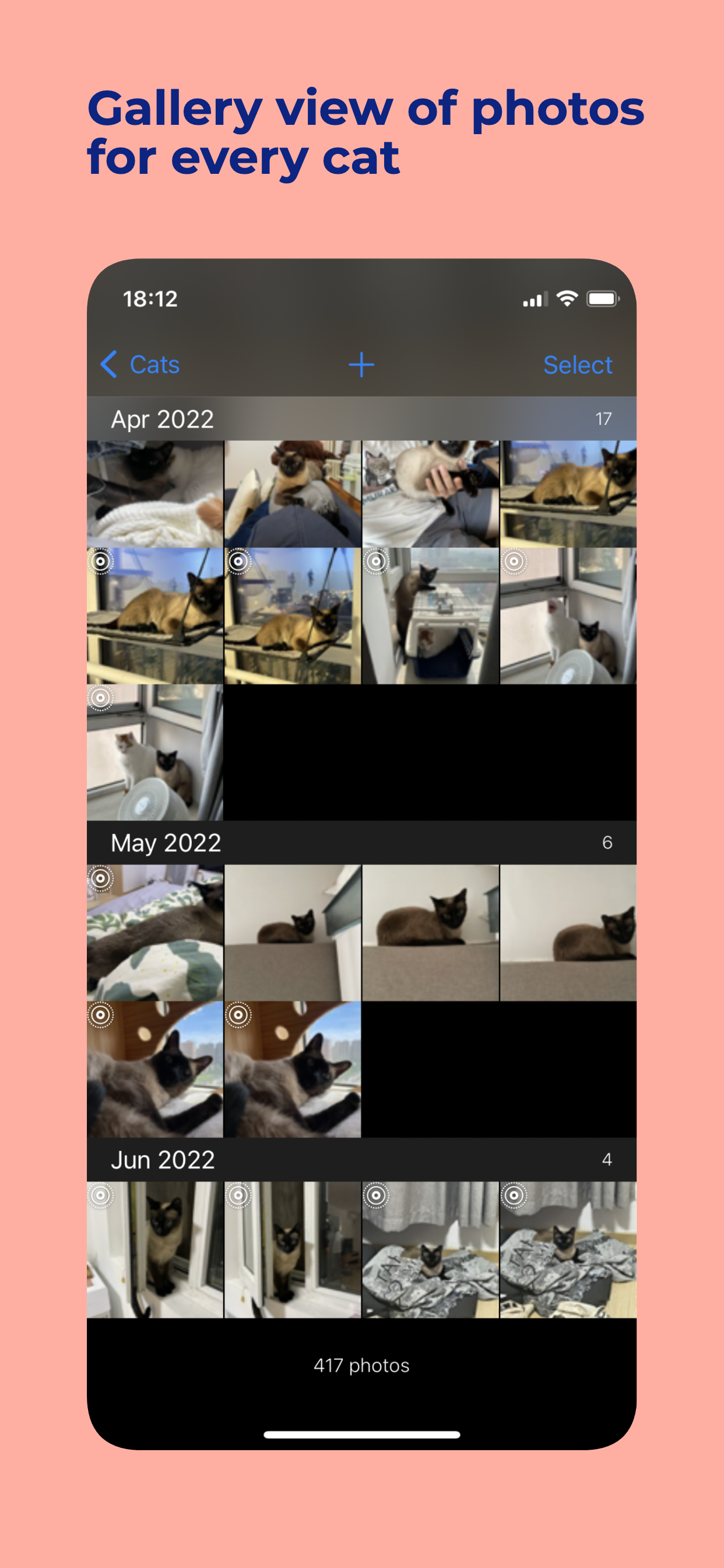 Cat Moments