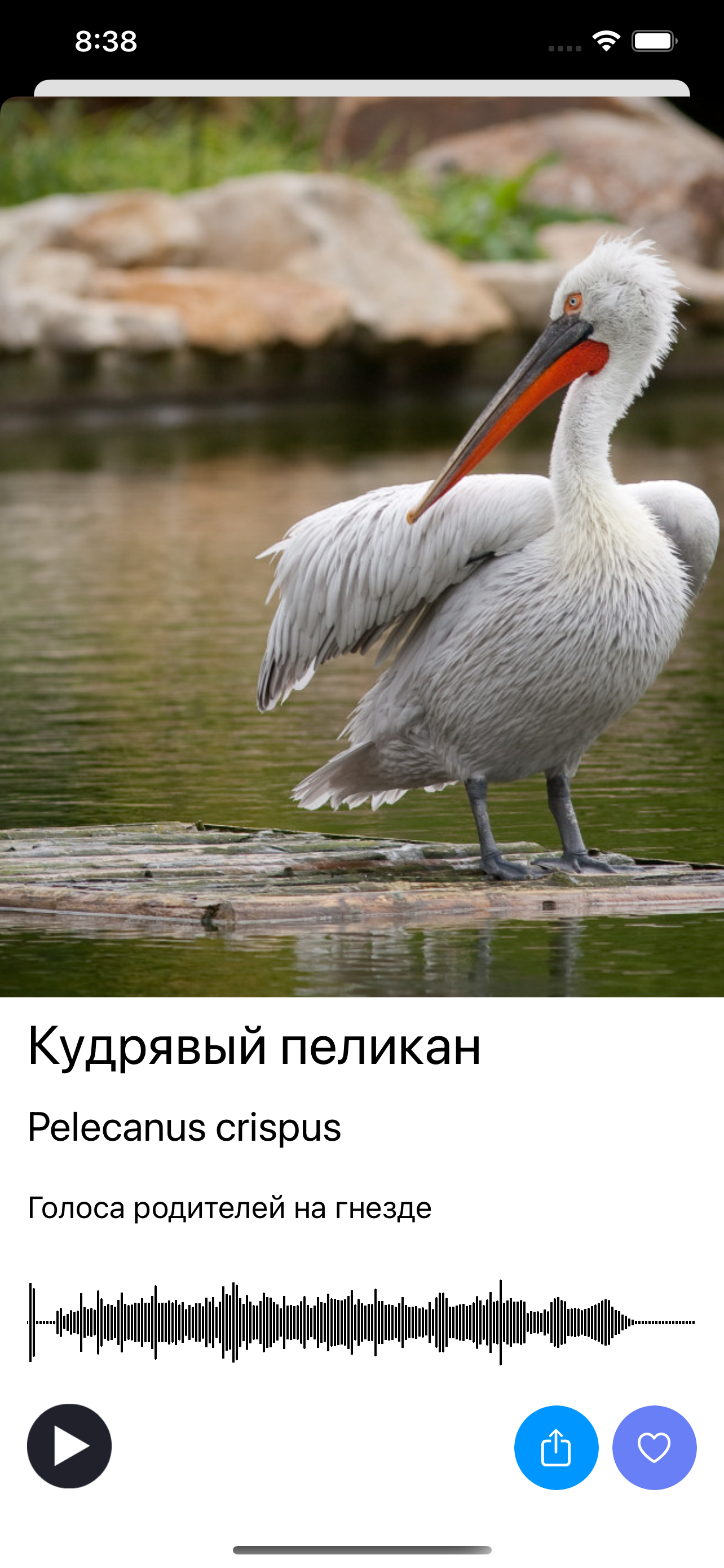 Экогид - Голоса птиц