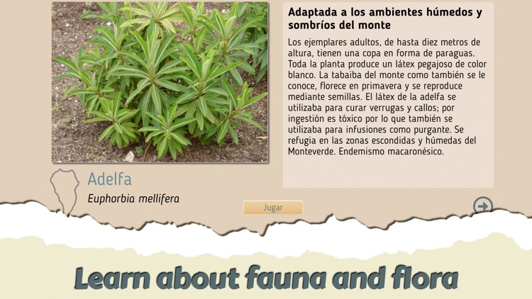 The flight of the rook