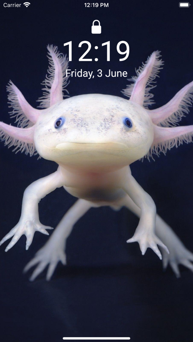 Cute Axolotl - Wallpapers.のおすすめ画像2