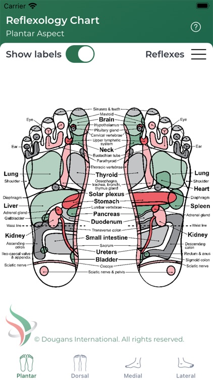 Reflexology Chart