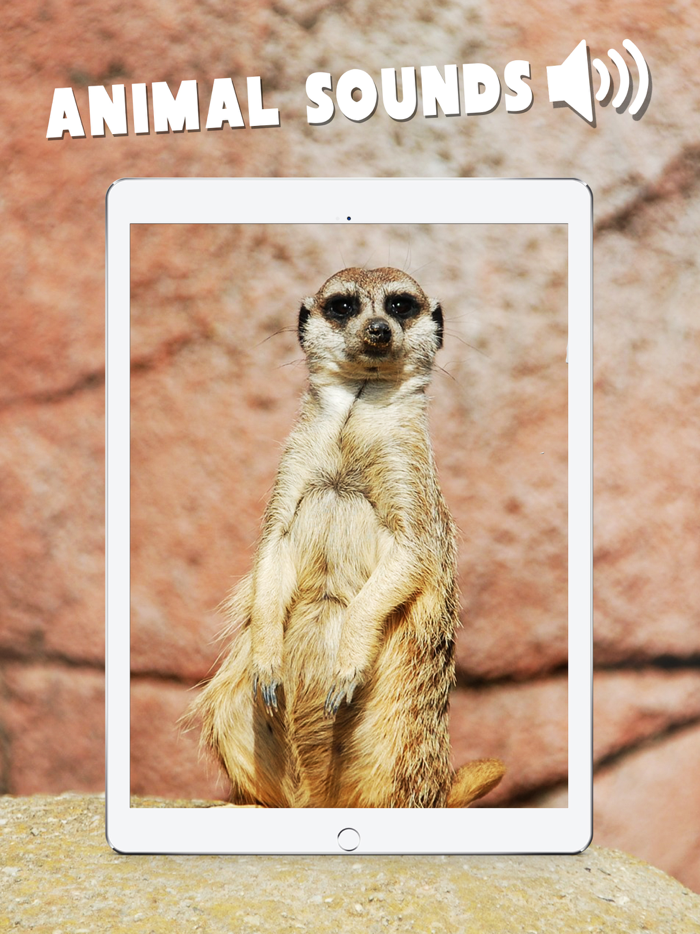 Animal Sounds Education Game