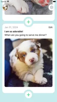My Dog Diary - Photos iphone bilder 2