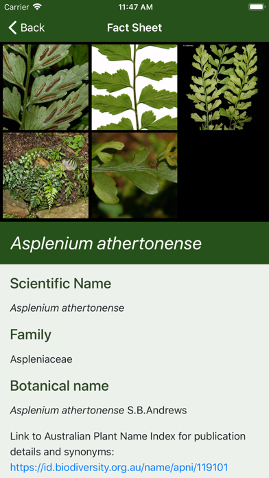 Australian Tropical Ferns Screenshot
