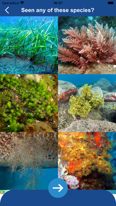 Dive Reporter Screenshot