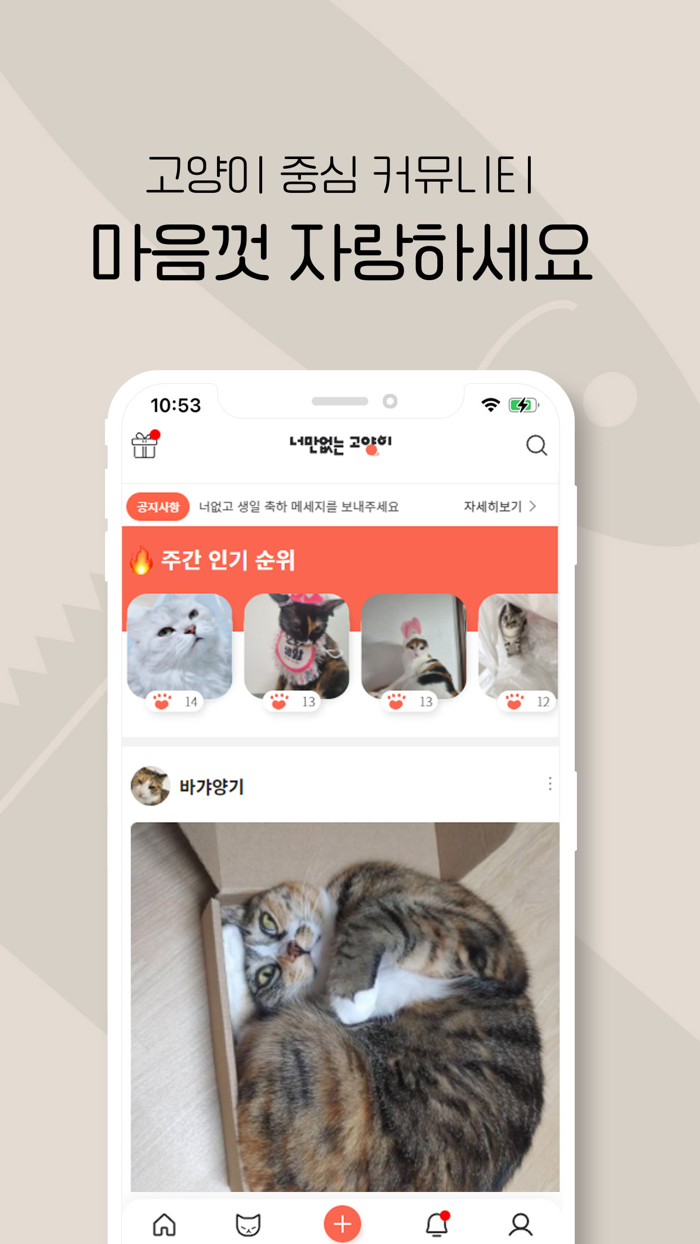 너만없는 고양이