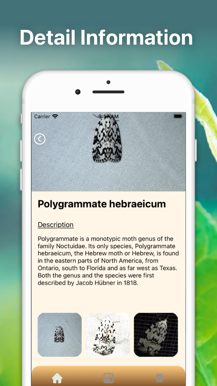 Spider Identifier Bug Finder