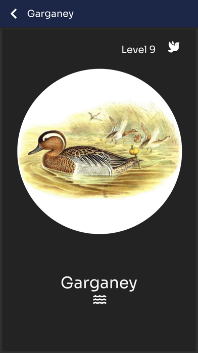 Bird Melody - Birds of Europe Screenshot