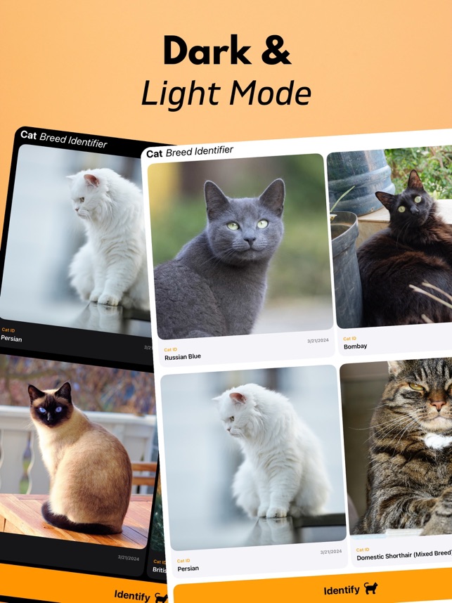 How to Identify Cat Breeds: Expert Tips for Accurate Recognition