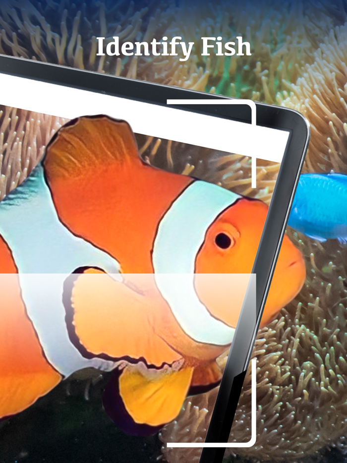 Fish Identification by Picture