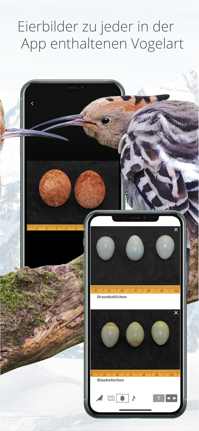 Vogelführer Birdlife Schweiz