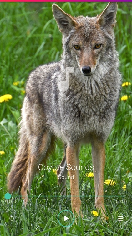 Coyote Sounds Pro screenshot-6
