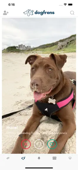 Game screenshot DogFrens apk