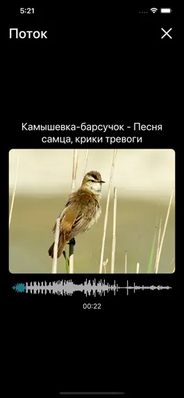 Game screenshot Птицы России hack