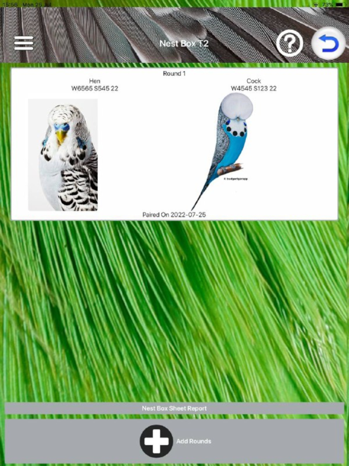 Budgerigar