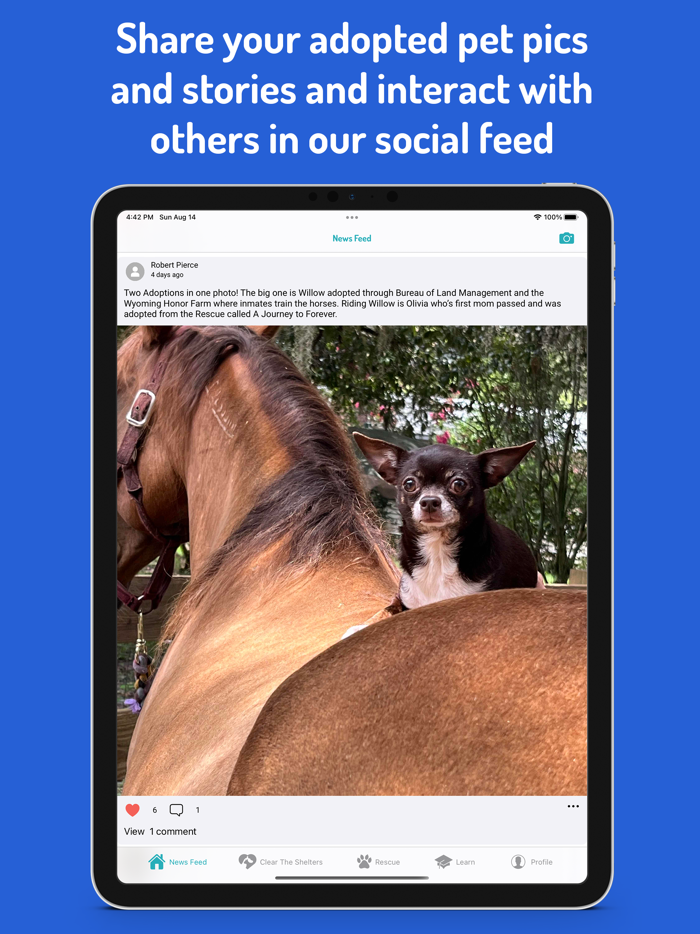 WeRescue – Adopt a Pet