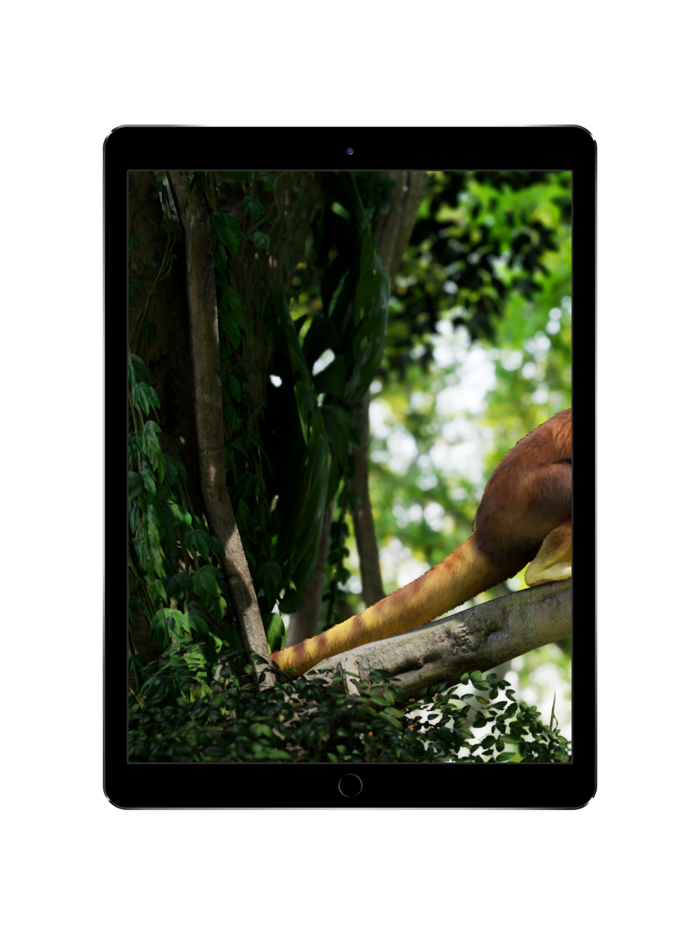 Meet a tree kangaroo