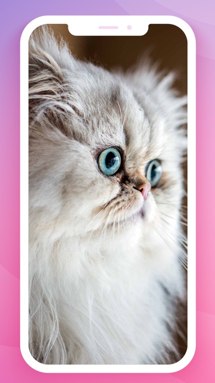 Cute Cats Wallpaper screenshot-6