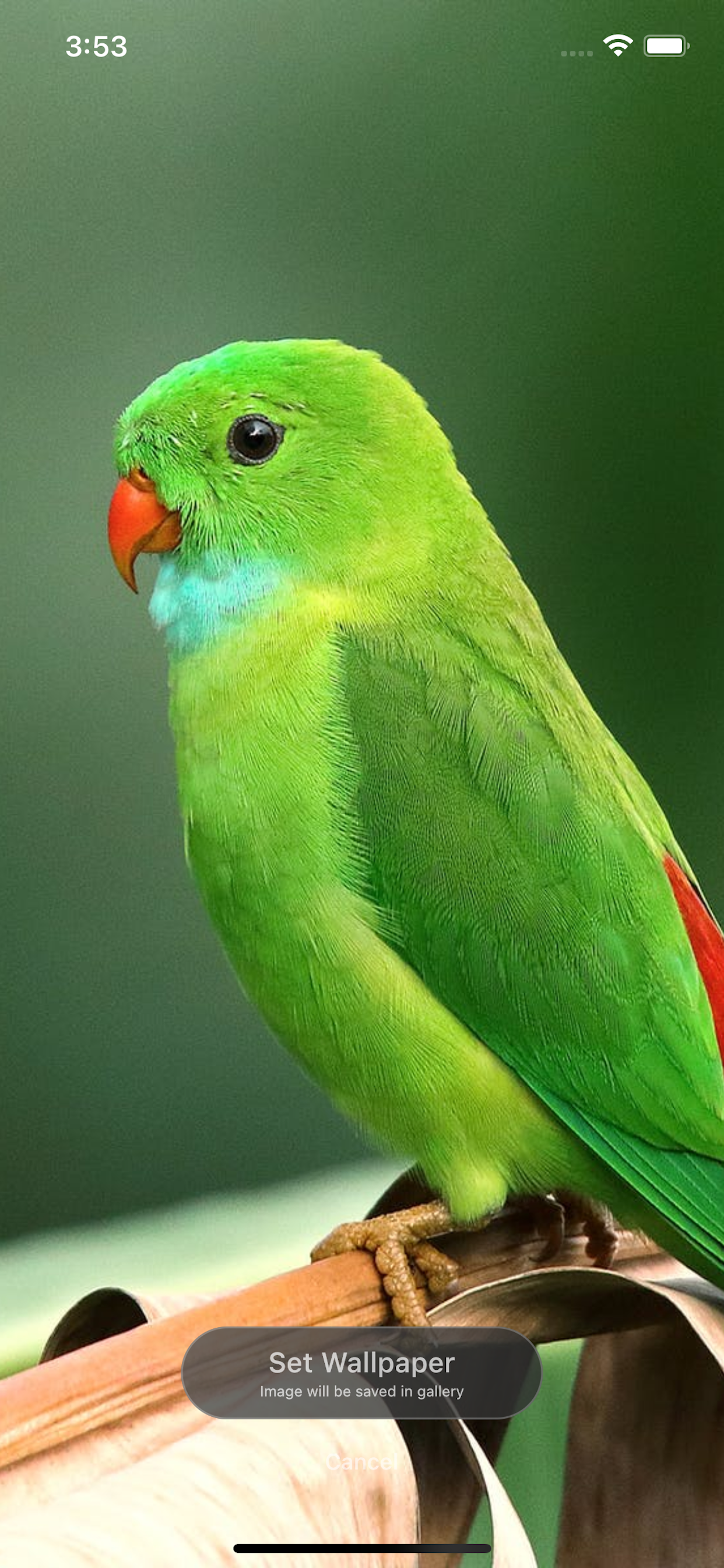 Animals UHD Wallpapers 4k 2024