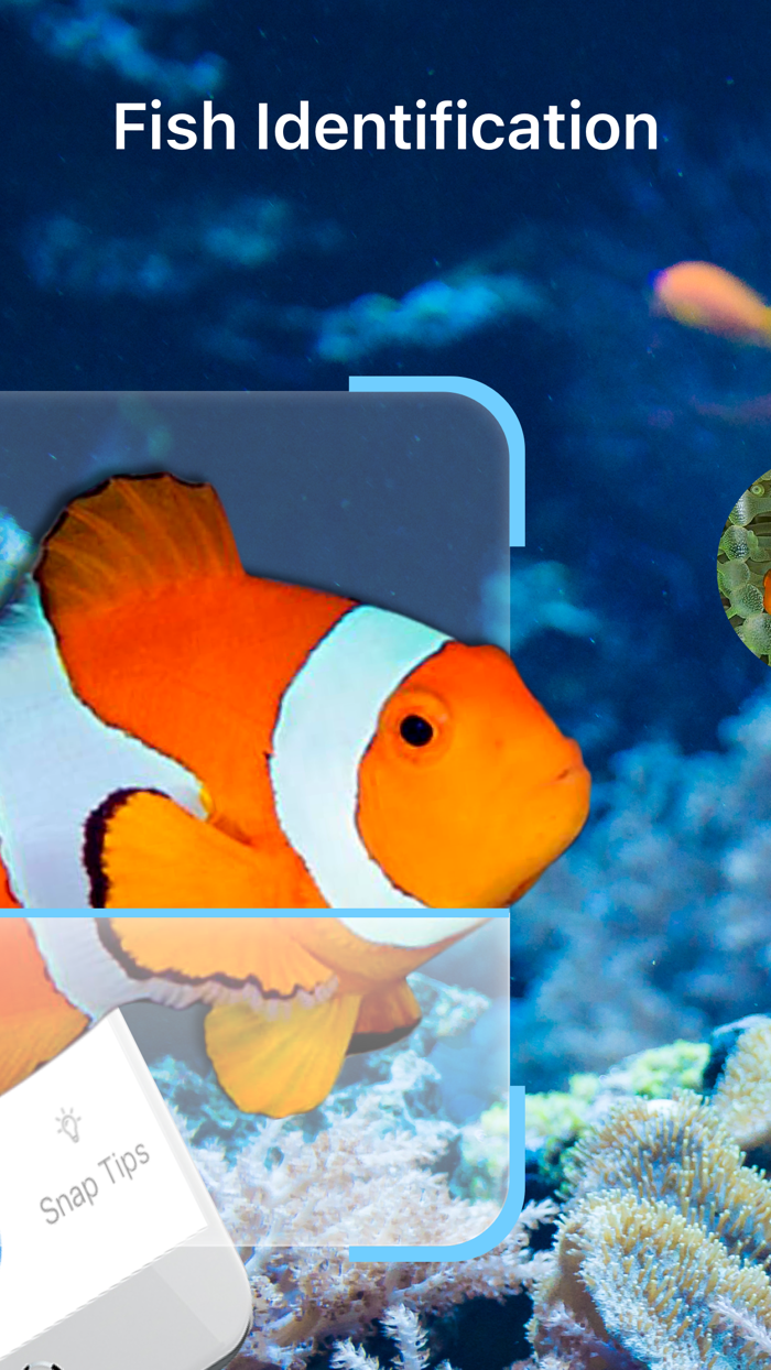 Fish Identification - Fish ID