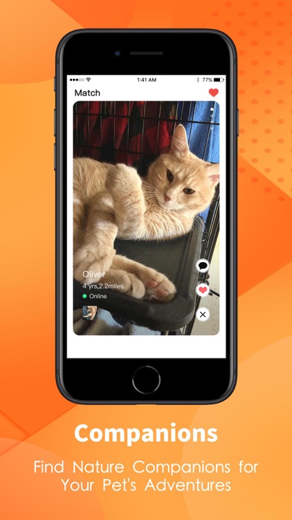 KittyPark - find a dream cat