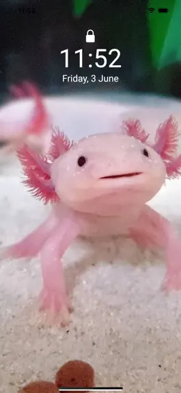 Game screenshot Cute Axolotl - Wallpapers. hack