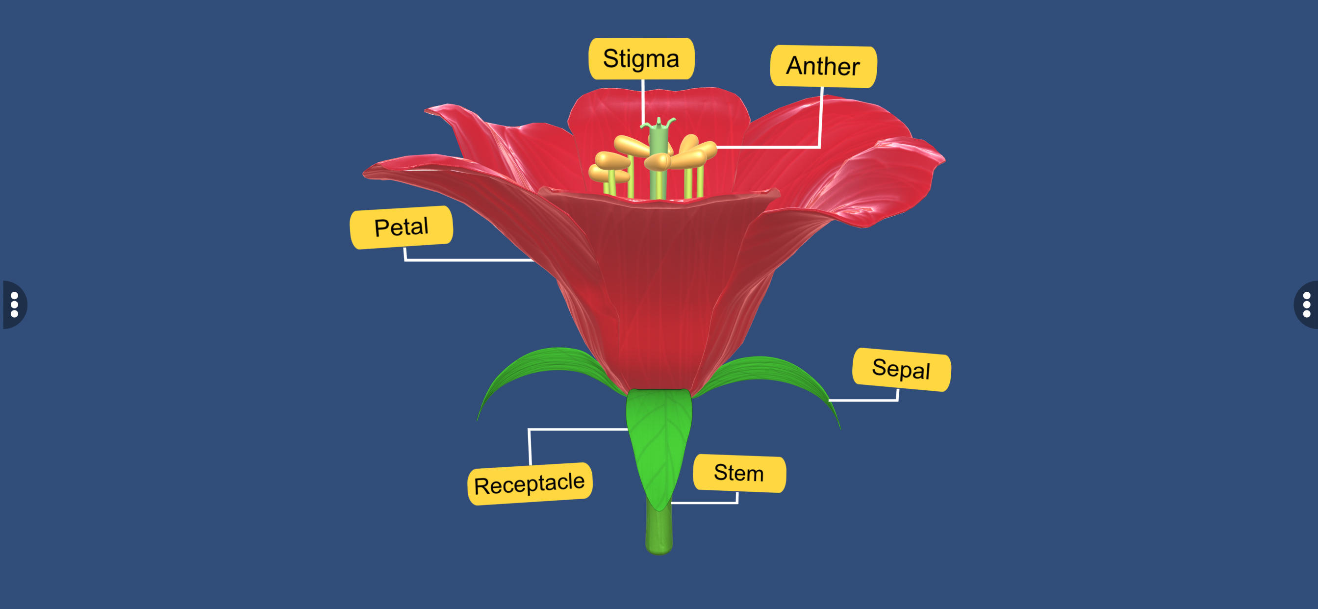 Parts of Flower