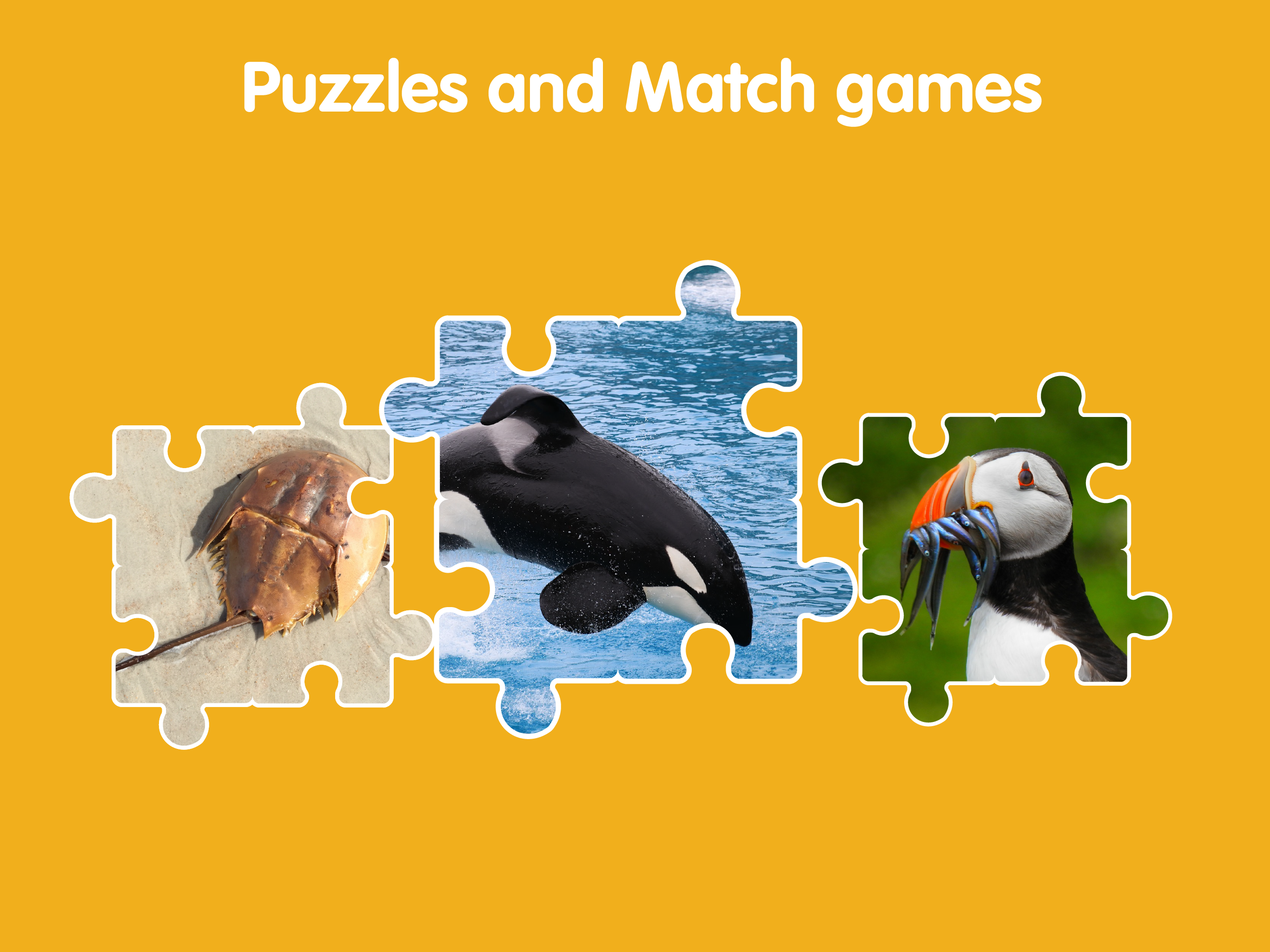 Learn Ocean Animals for kids screenshot 17