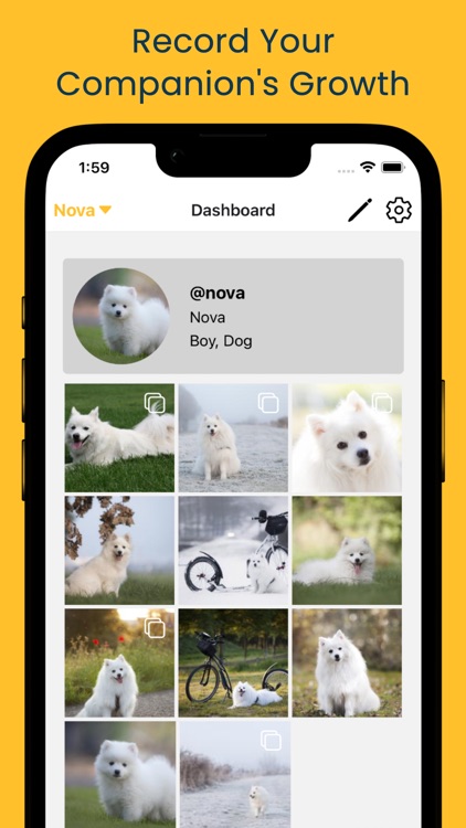 Petzzl - Pet Social Media