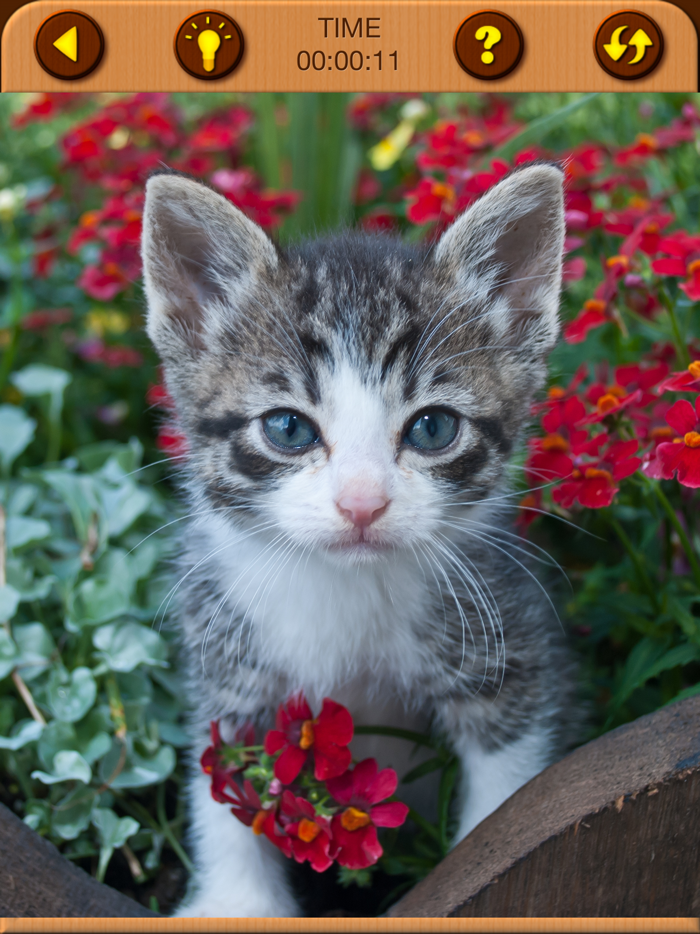 Cat Kitten Jigsaw Puzzle Games