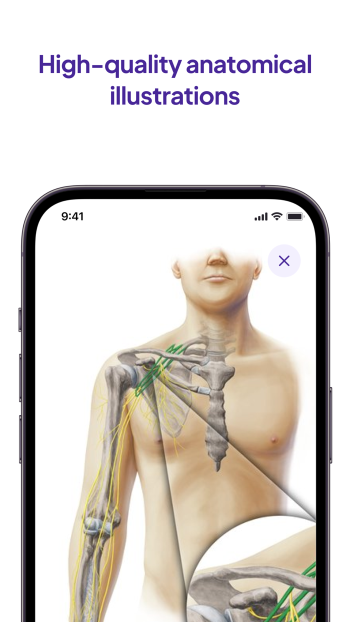 Daily Anatomy Flashcards