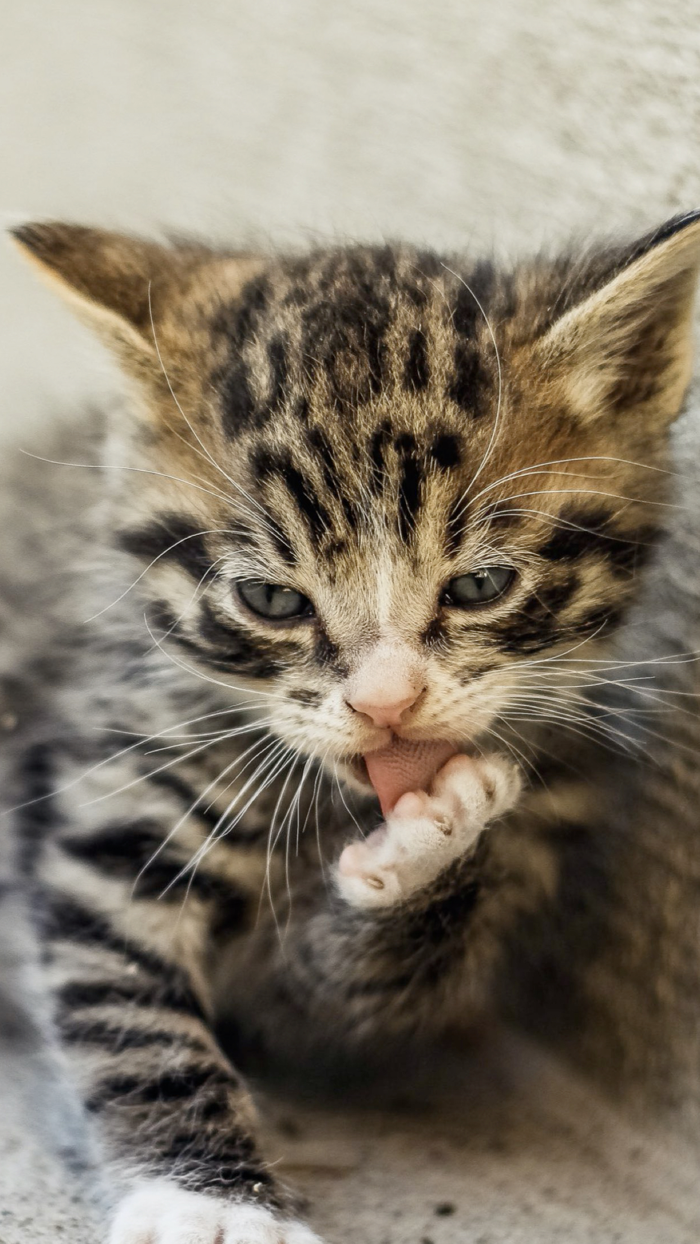 Cat and Kitten Wallpapers - meow