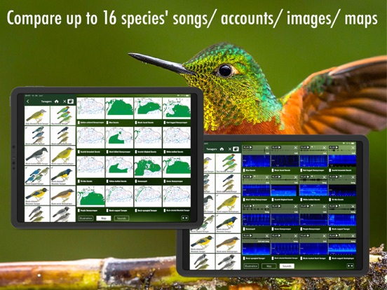 All Birds Ecuador field guide iPad app afbeelding 8
