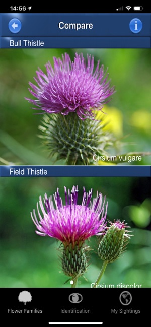 Wildflower Id USA Photo Recog.(圖5)-速報App