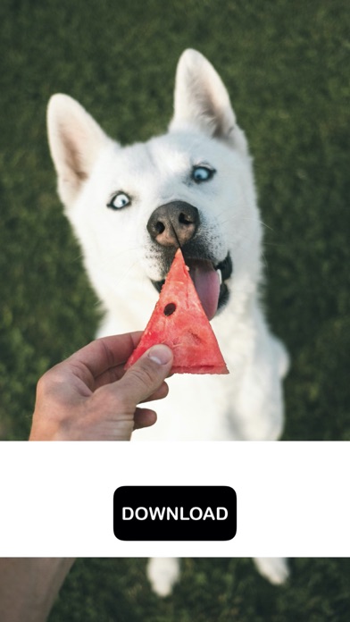Dog & Puppy Wallpapers - woof!のおすすめ画像4