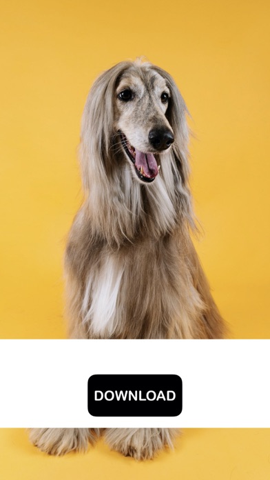 Dog & Puppy Wallpapers - woof!のおすすめ画像5