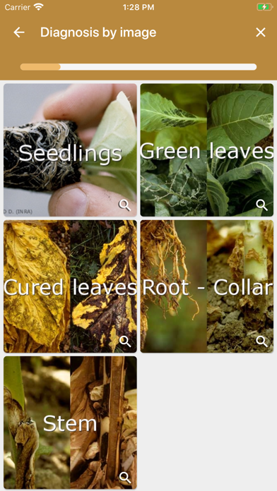 DiagnoPlantTobacco Screenshot