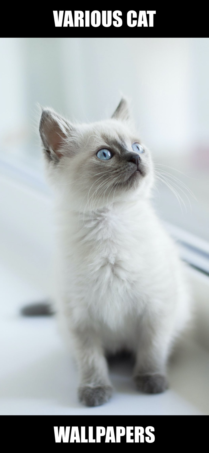 Cat and Kitten Wallpapers - meow