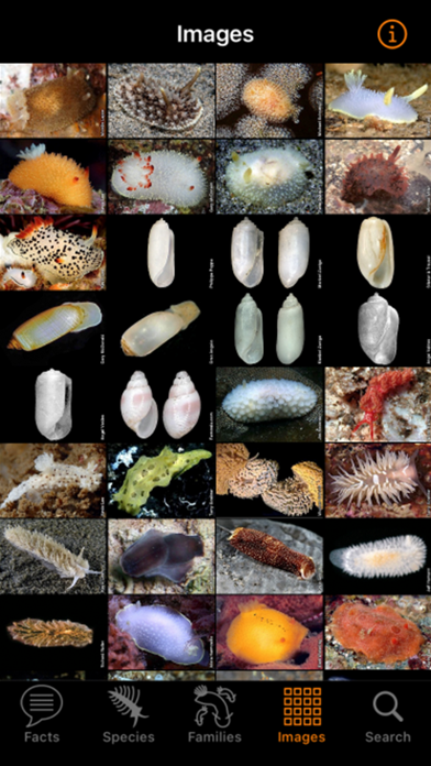 Nudibranch ID Eastern Pacific Screenshot