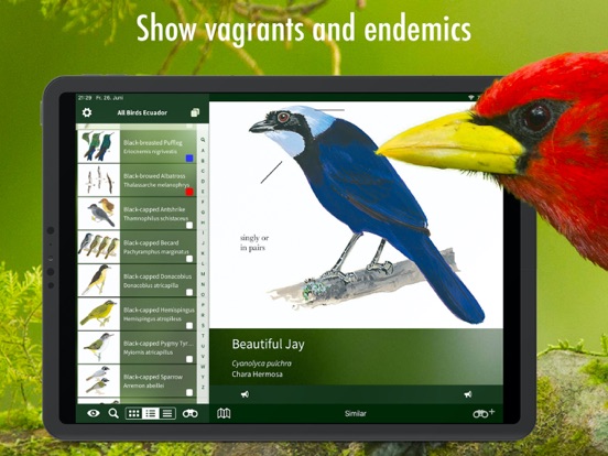 All Birds Ecuador field guide iPad app afbeelding 5