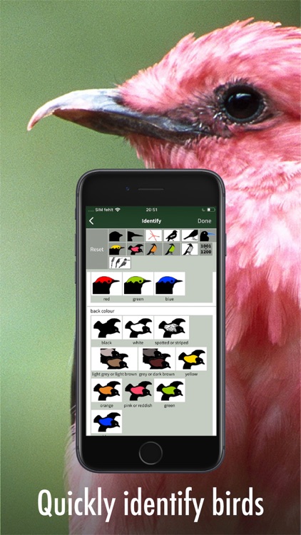 All Birds Guianas screenshot-5